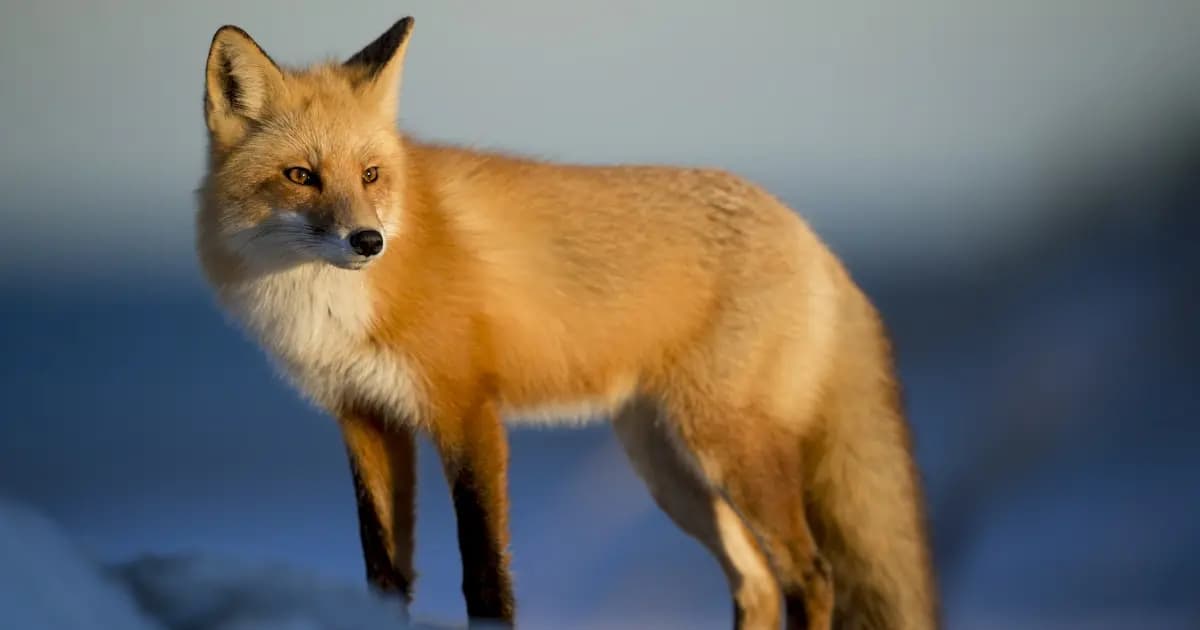 12 Animal Kingdom Records That Amaze