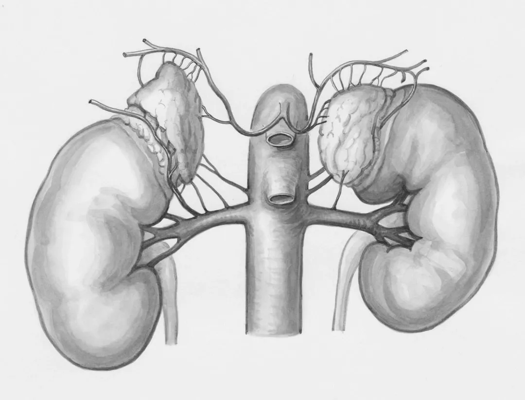 Doença Renal Crônica: Guia Completo