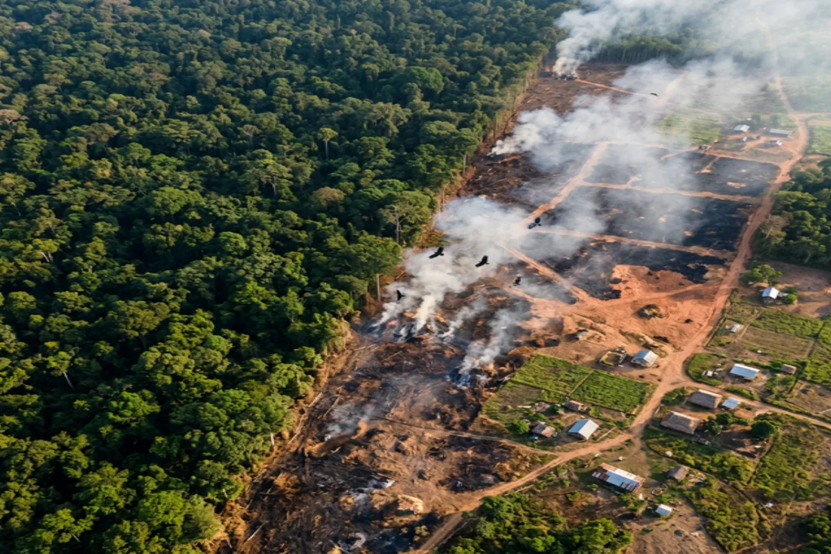 Aerial view of tropical deforestation showing the boundary between intact forest and burned land