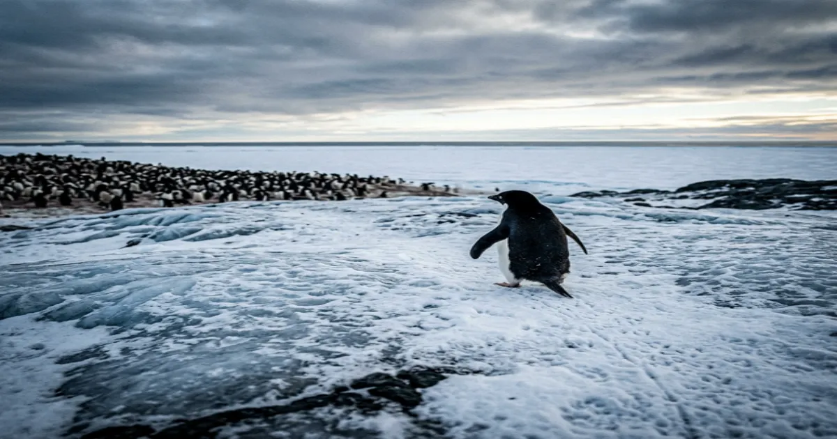 Pinguim caminhando sozinho em paisagem de gelo representando o meme nihilist penguin