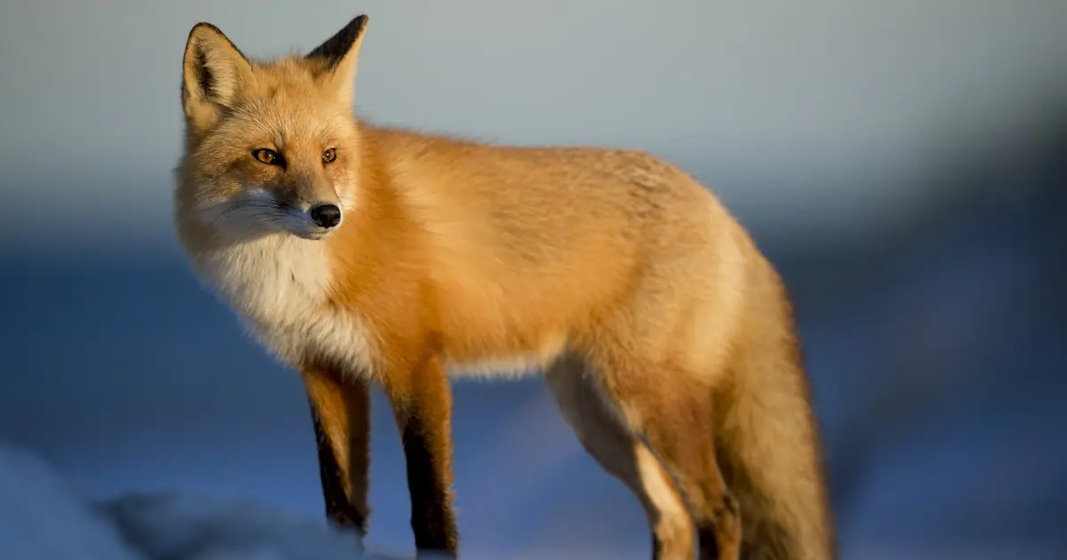 12 recordes do reino animal que vão te impressionar