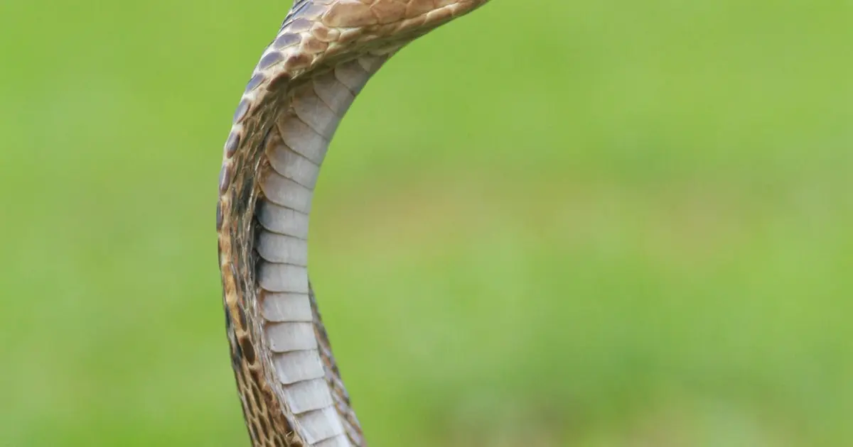 15 Animais Mais Venenosos do Mundo