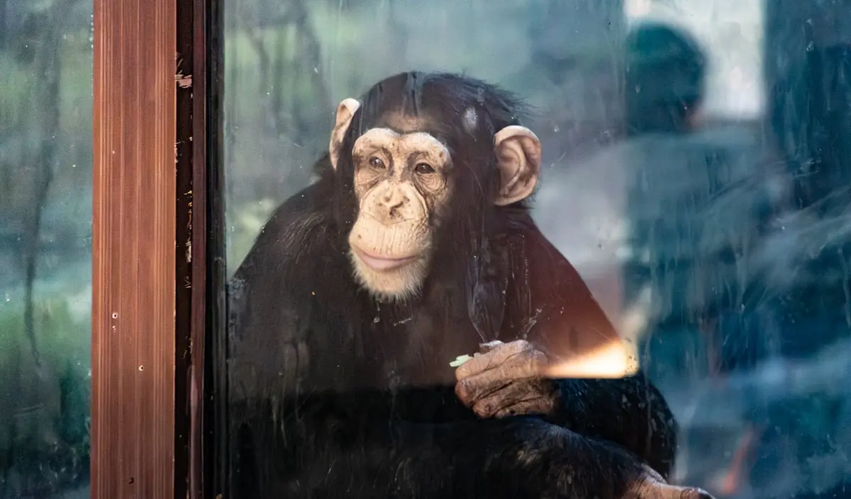 Animais Mais Inteligentes do Mundo: Ranking 2026