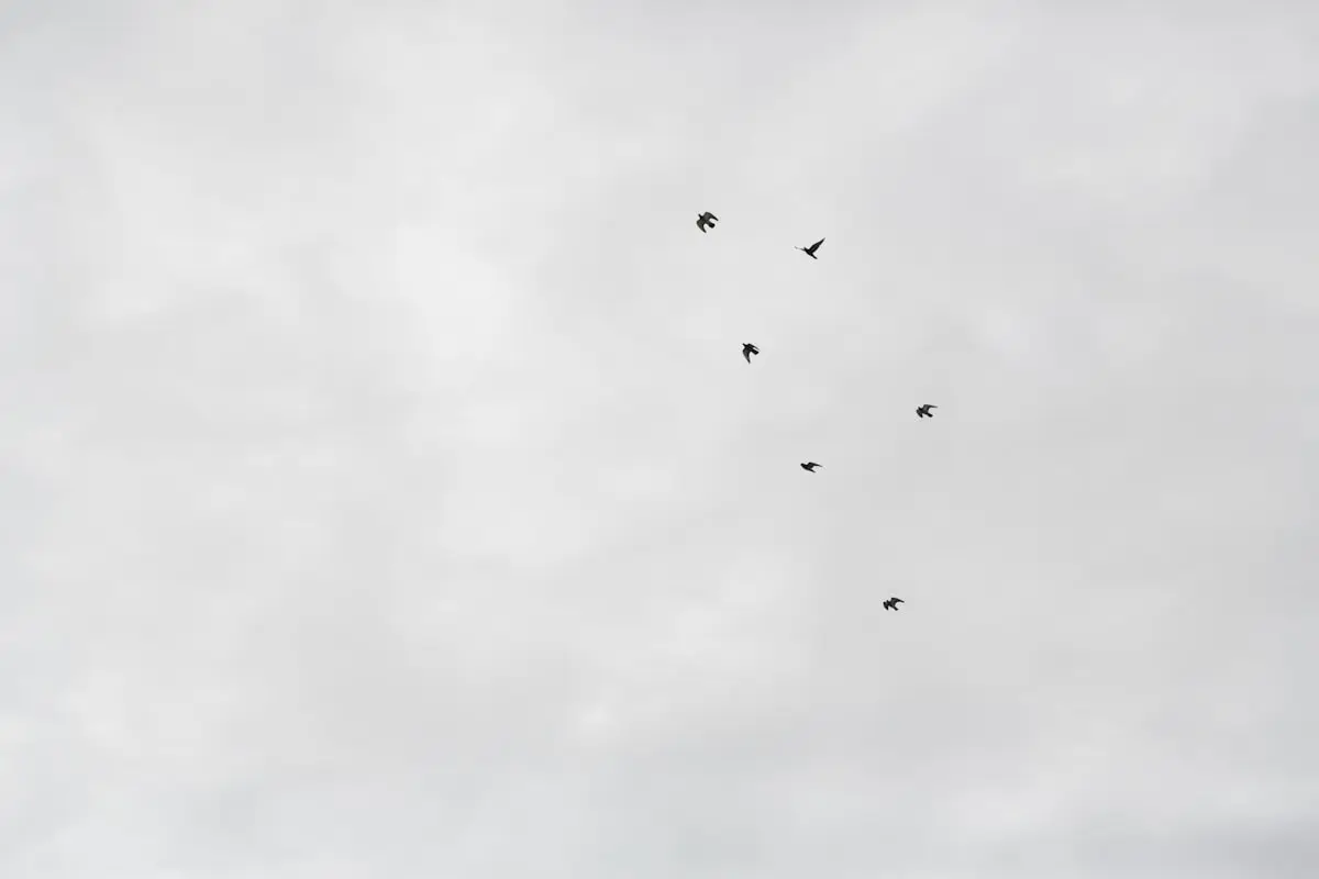 Por Que os Pássaros Migram Milhares de Km?